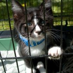 P.U.R.R. kitten