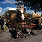 Horse-drawn wagon tours