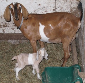 The goats at the E-15 Homestead: Mama Eleanor and baby Anna